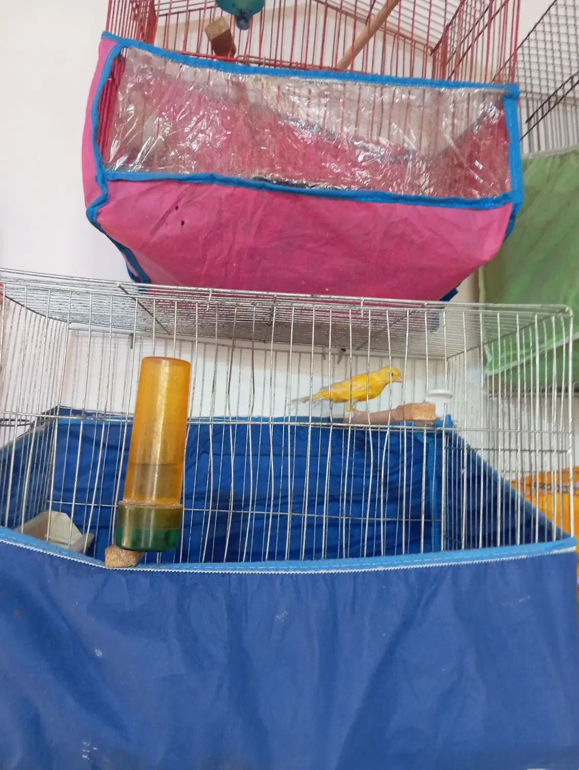 قناری ماده|پرنده|رودسر, |دیوار