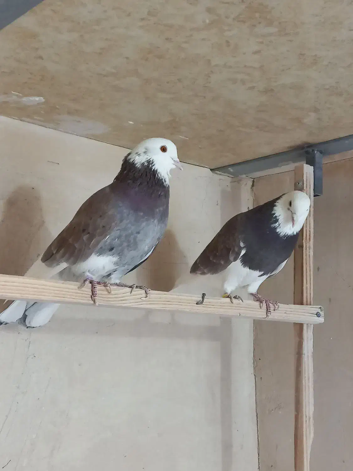 کبوتر پرشی|پرنده|معصومیه, |دیوار