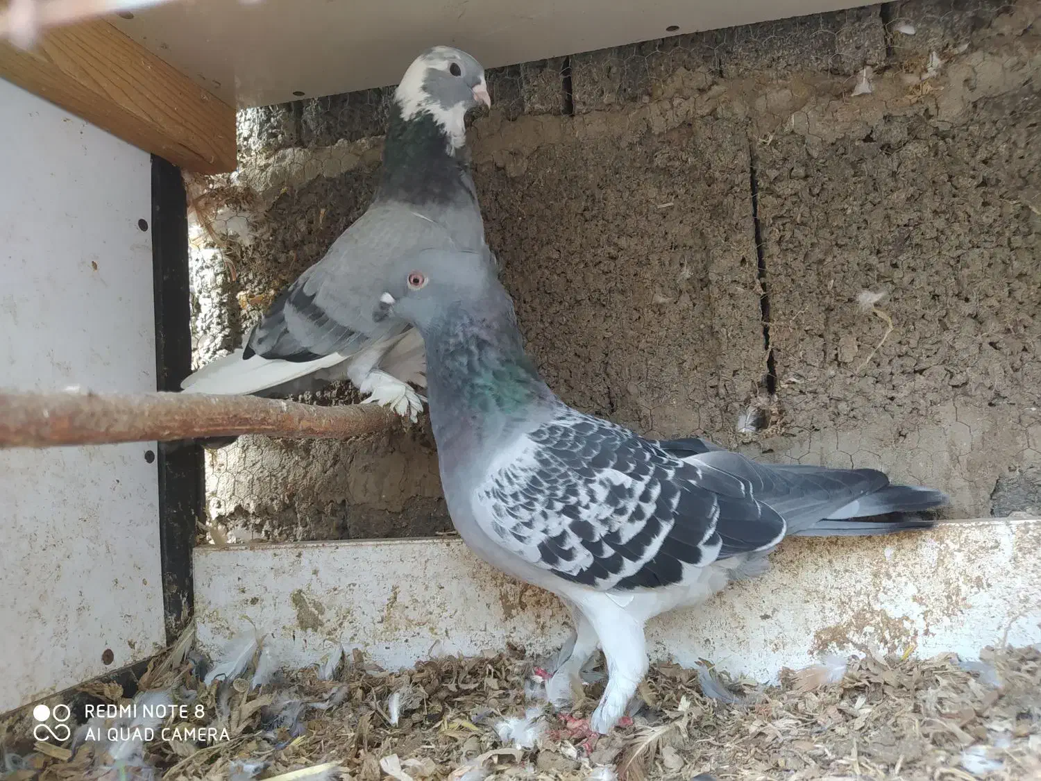 کبوتر تزیینی درجه یک فروش و معاوضه|پرنده|رشت, پیرکلاچای|دیوار