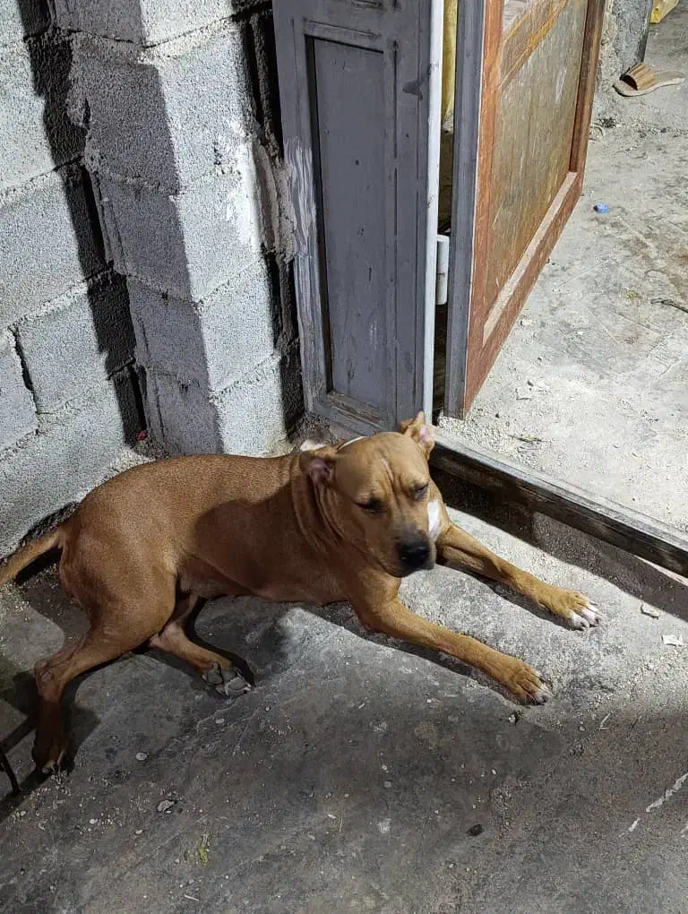 سگ پیتبول|سگ|امیدیه, |دیوار