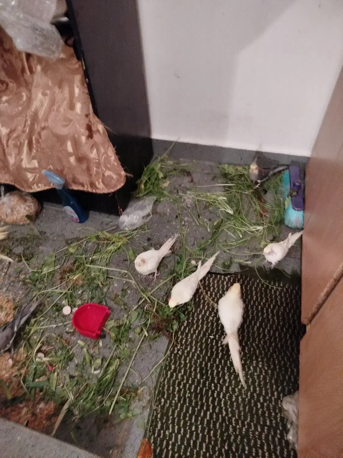 تعدادی عروس هلندی نرو ماده|پرنده|تبریز, |دیوار