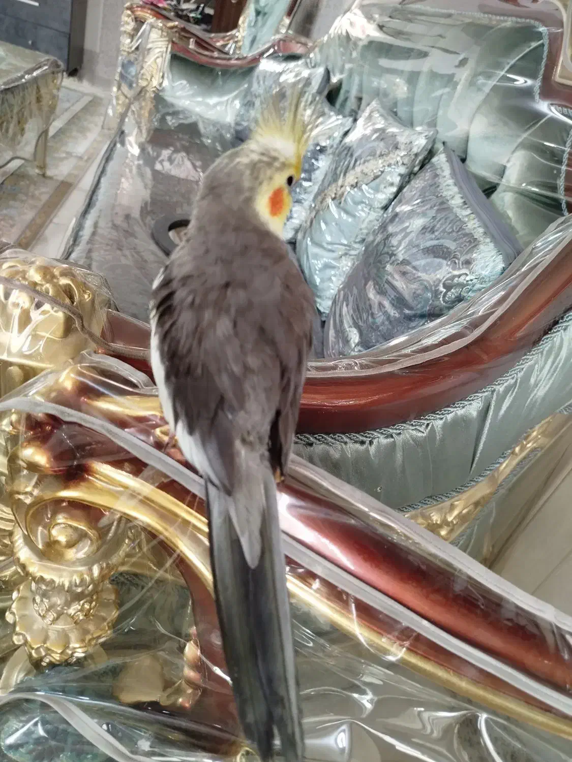 عروس هلندی نر سخنگو|پرنده|قم, انصارالحسین|دیوار