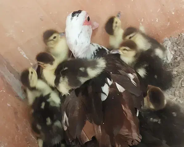 8جوجه اردک اسرائیلی با مادر|حیوانات مزرعه|رشت, جانبازان|دیوار