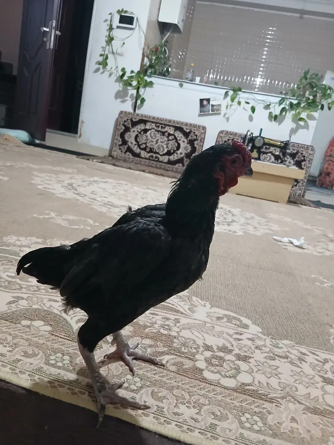 فروش 3خروس|حیوانات مزرعه|کرانی, |دیوار