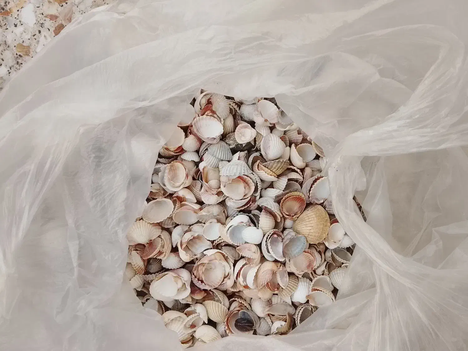 صدف|ماهی|شوشتر, |دیوار