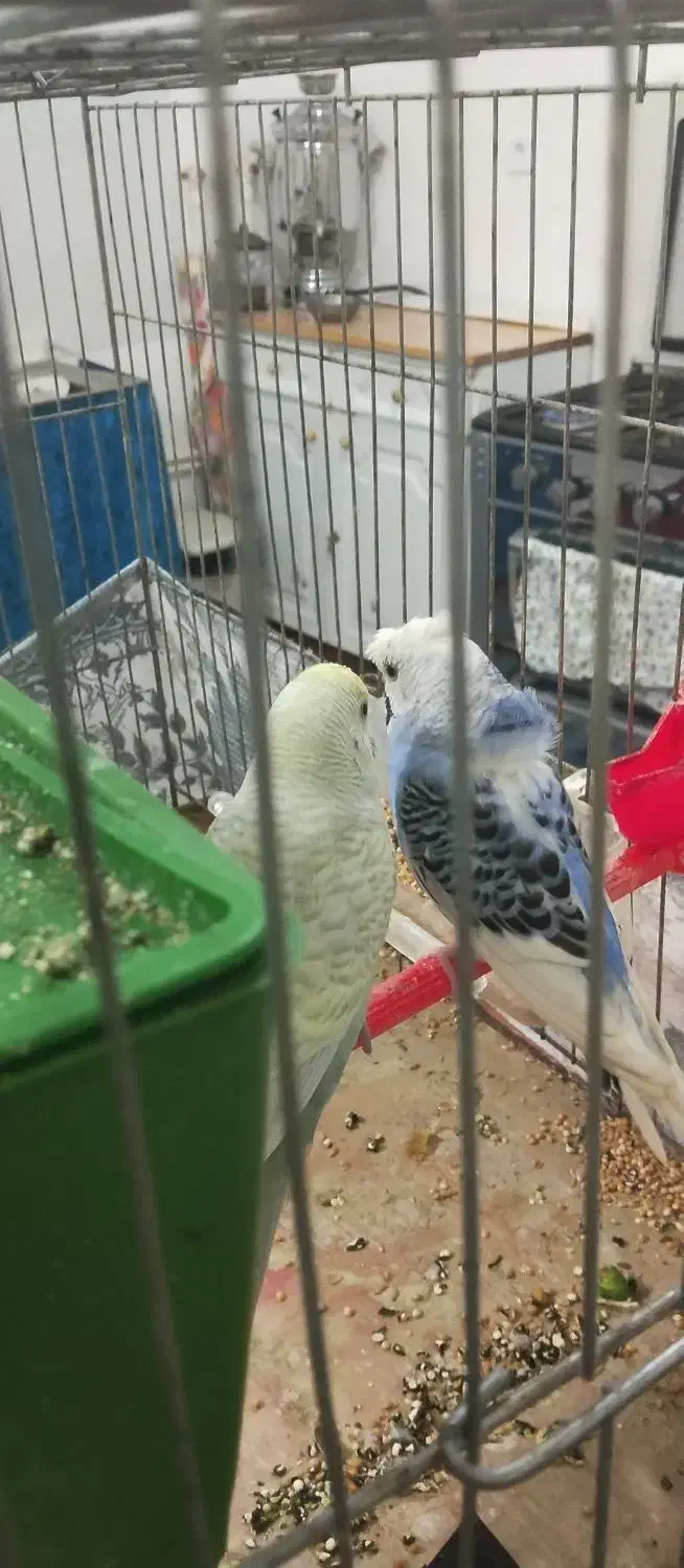 جفت مرغ عشق خاص|پرنده|نقده, |دیوار