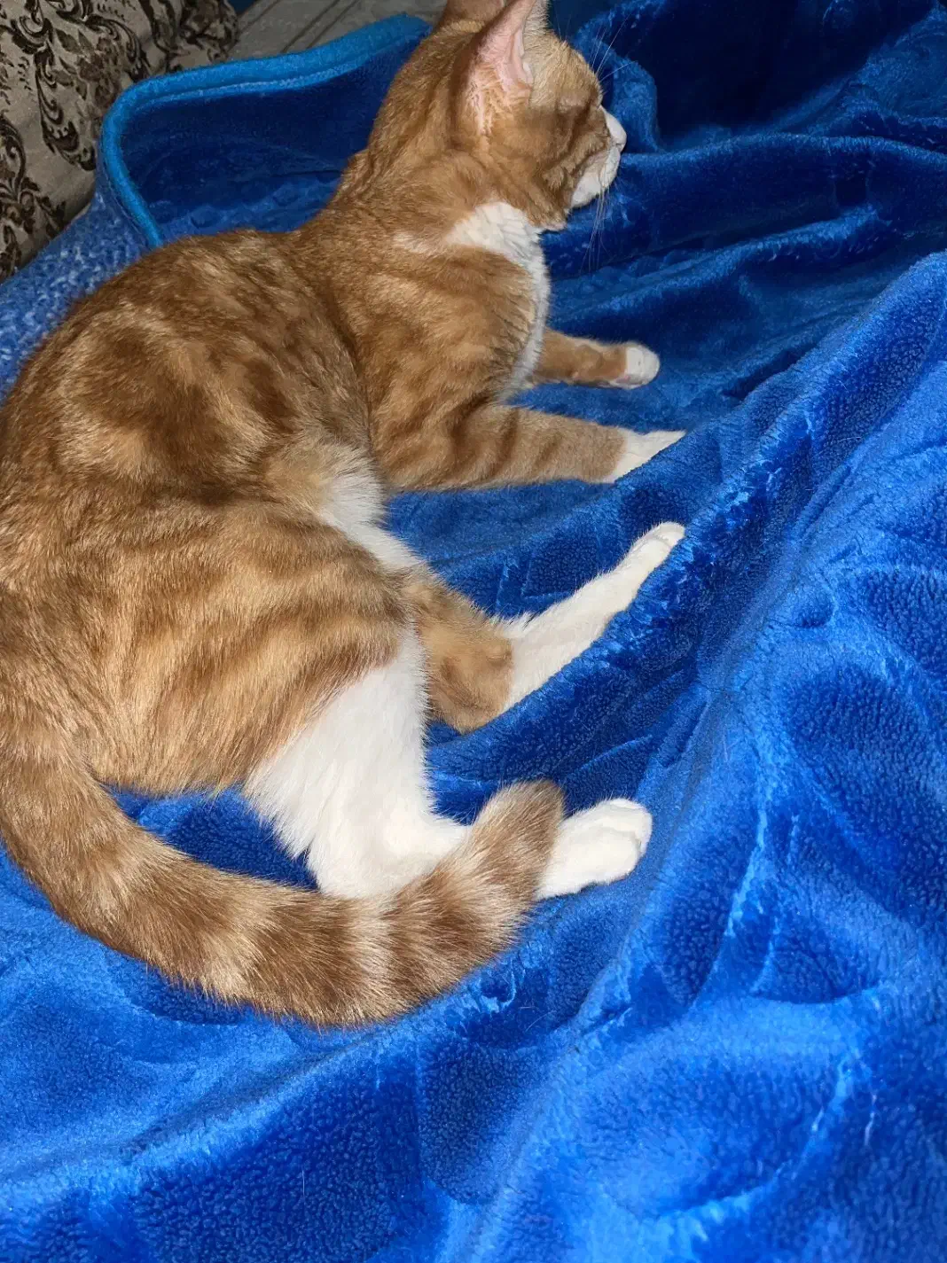 گربه نارنجی|حیوانات|قم, شاد قلی|دیوار