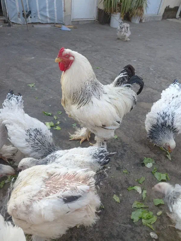 تخم مرغ برهما|حیوانات مزرعه|تهران, استقلال|دیوار