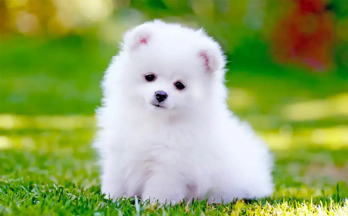 واگذاری قبول میکنم|سگ|فردیس, شهرک شهید حسینی|دیوار