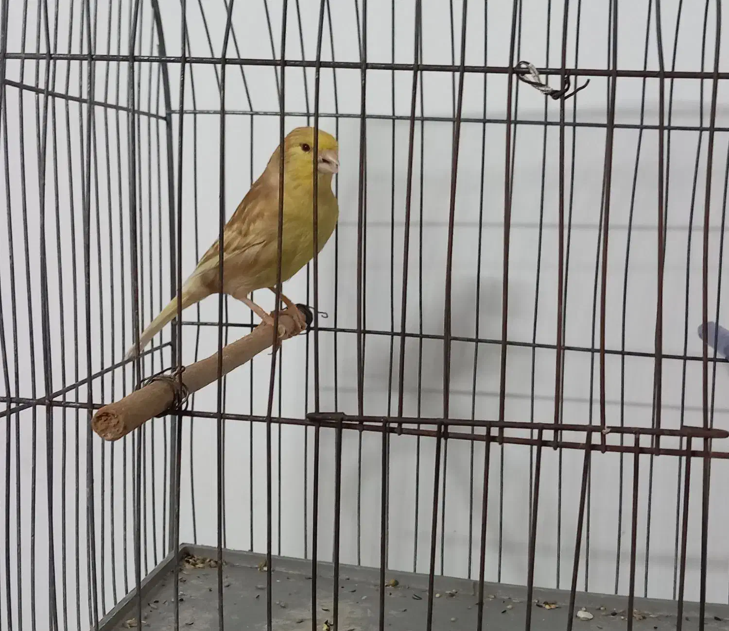 قناری فائو|پرنده|بجنورد, |دیوار