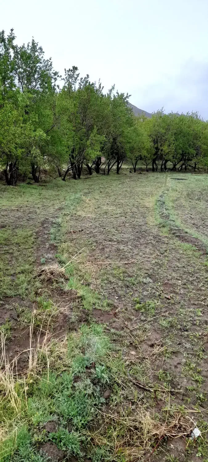 زمین بادام روستای شاره|فروش زمین و ملک کلنگی|سبزوار, امیریه|دیوار