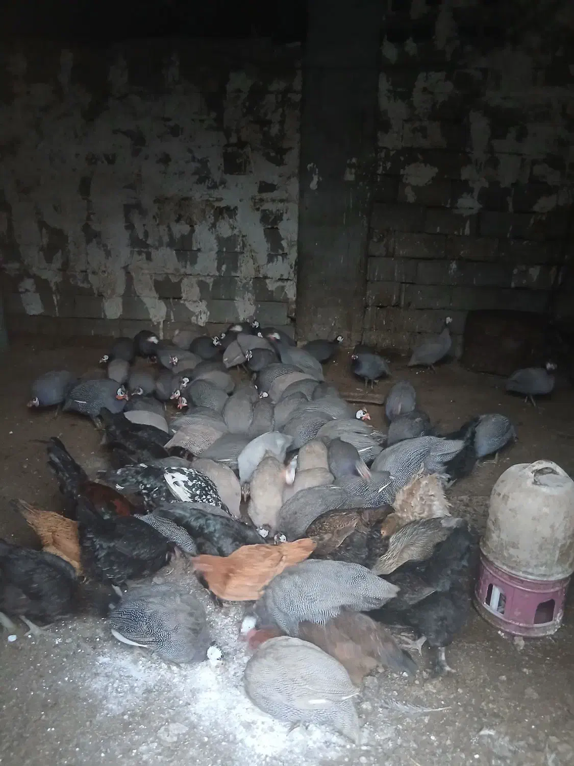 بیست تا شاخک دانه ای پانصد به فروش می رسد|حیوانات مزرعه|نیمروز, |دیوار