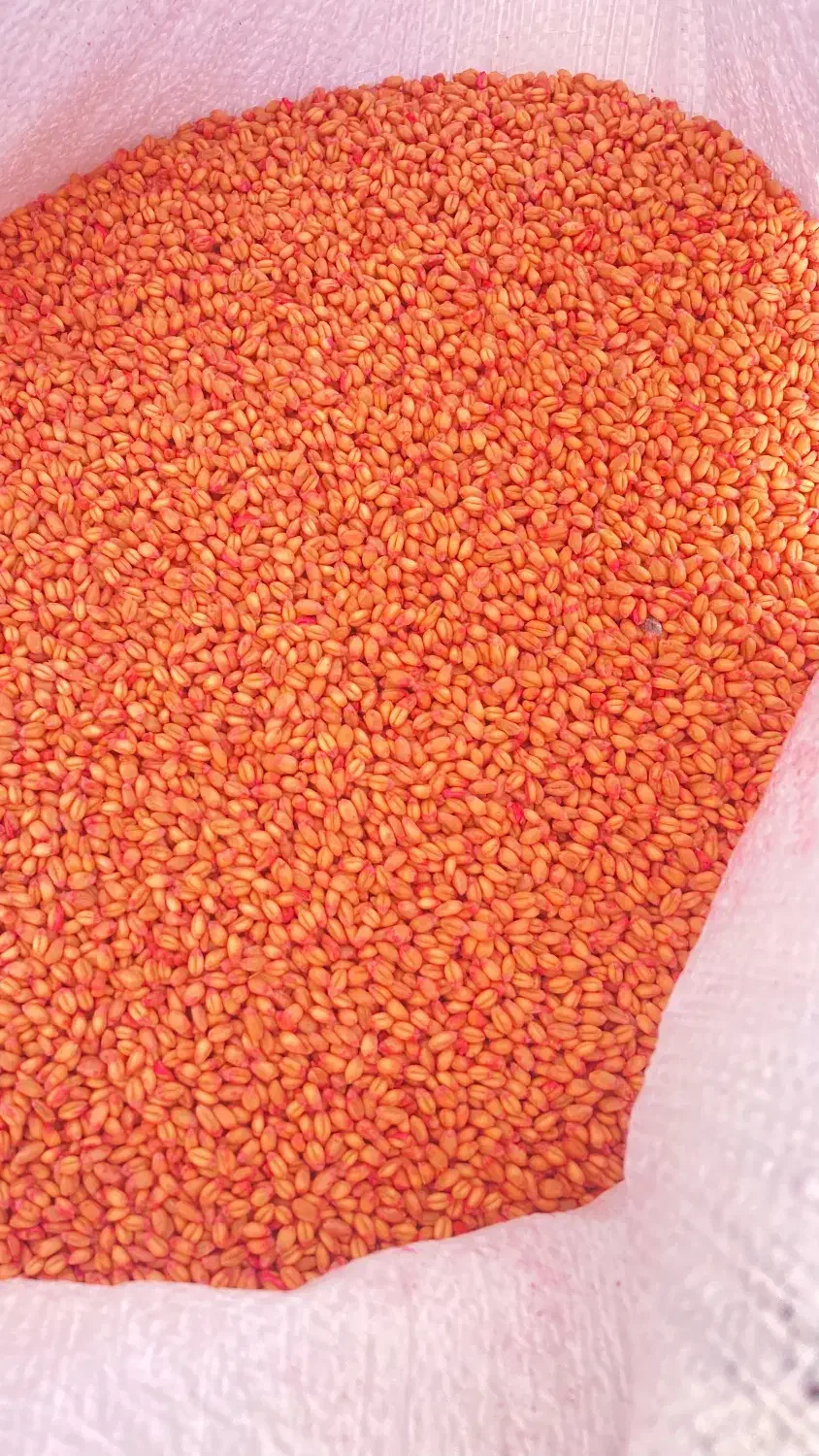 بذر گندم ابی گواهی شده سالار|خدمات باغبانی و درختکاری|کوزران, |دیوار