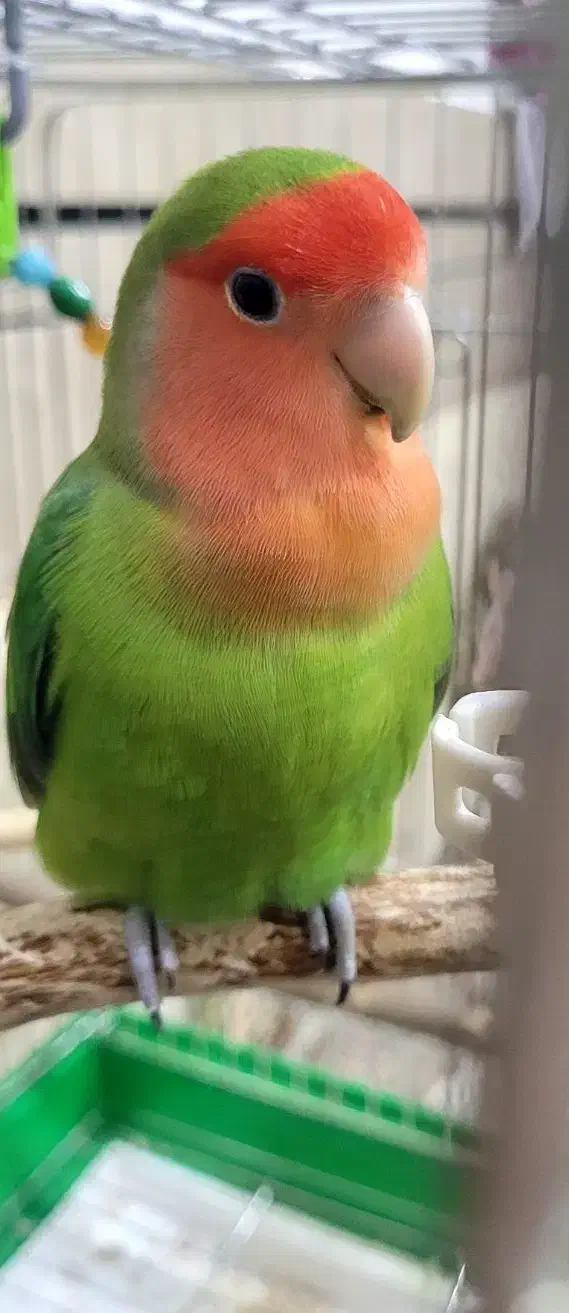 طوطی برزیلی|پرنده|دزفول, |دیوار