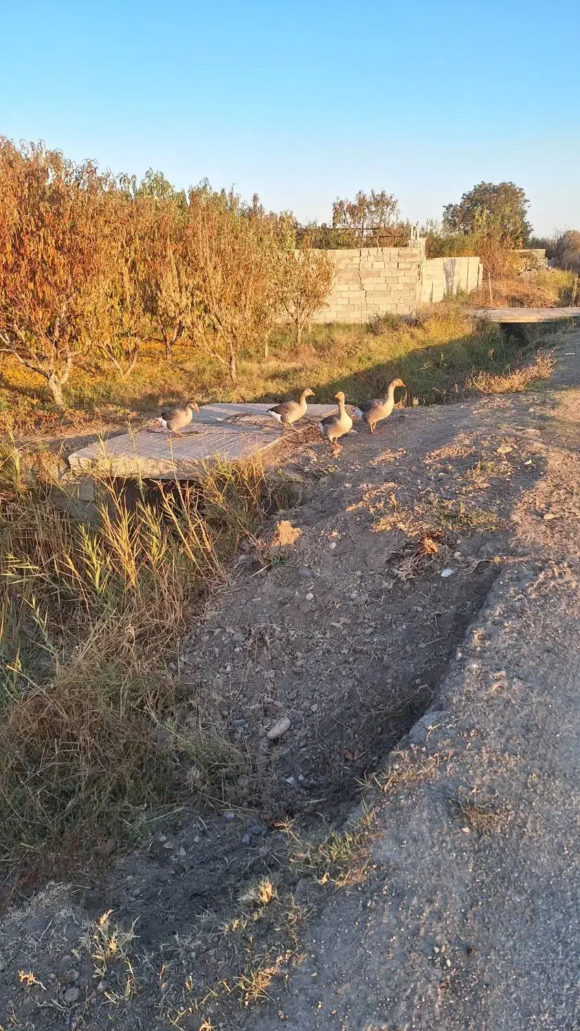 غاز|حیوانات مزرعه|ارومیه, |دیوار