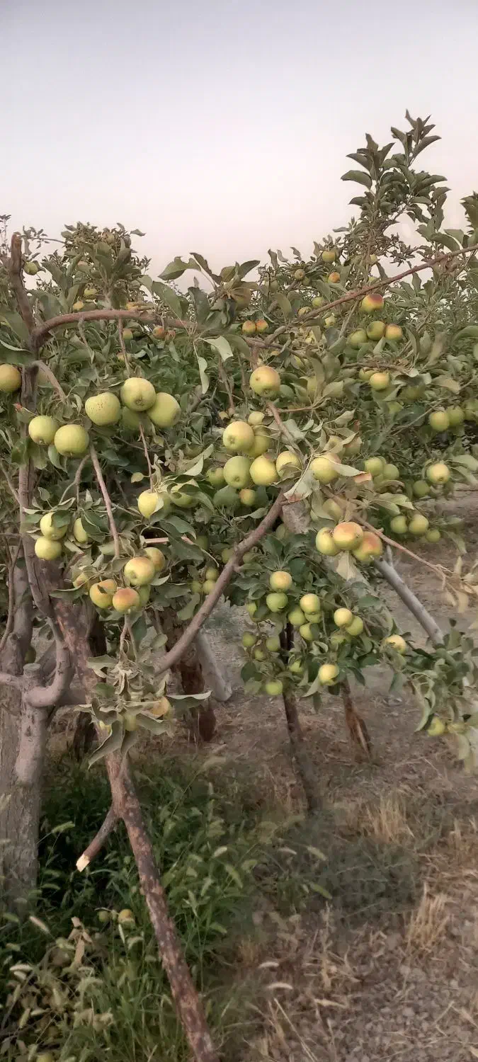 باغ میوه بارده|فروش خانه و ویلا|نظرآباد, نجم آباد|دیوار