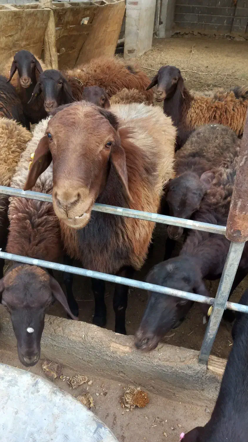 قوچ همو|حیوانات مزرعه|کویرات, |دیوار