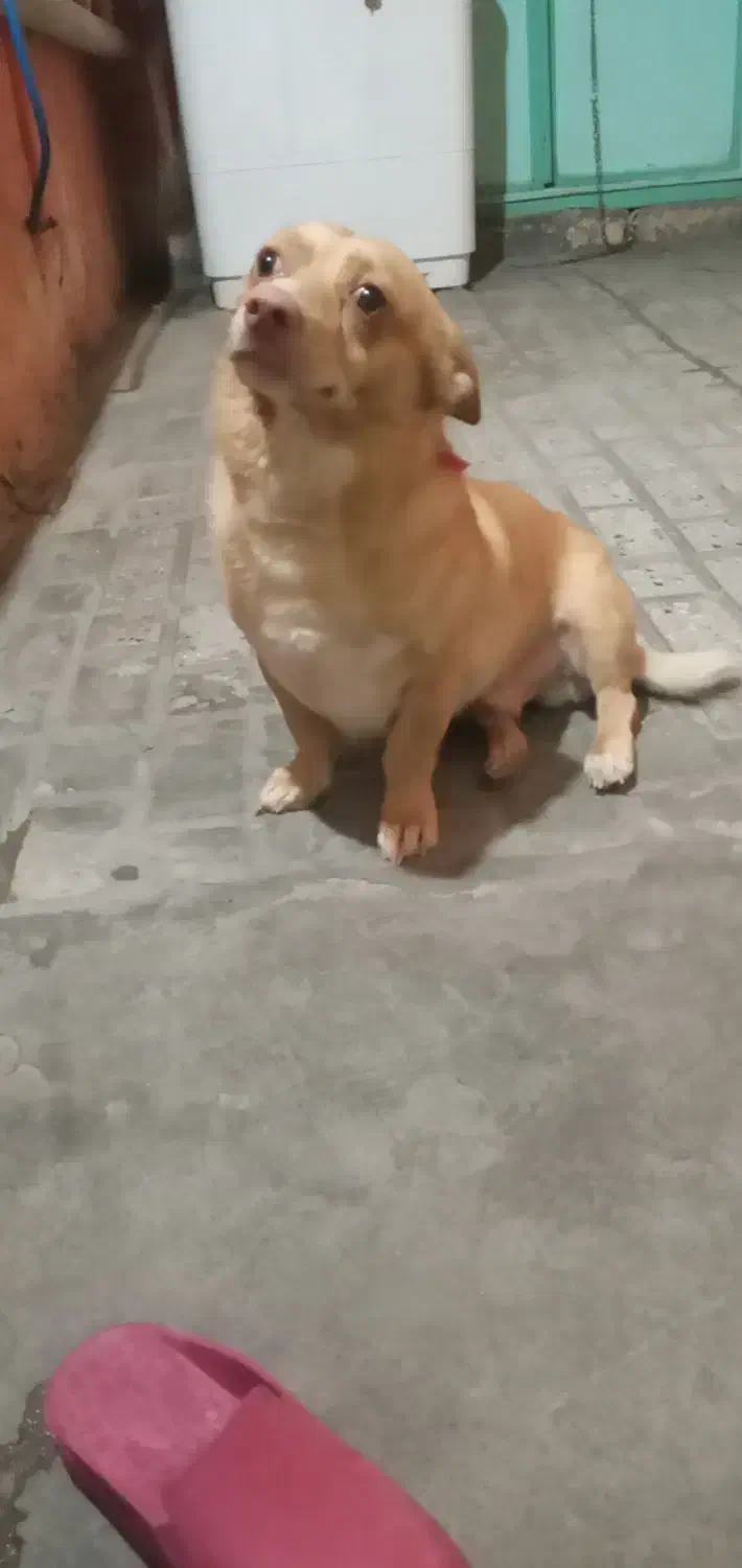 واگذاری سگ نر|سگ|بیرجند, |دیوار