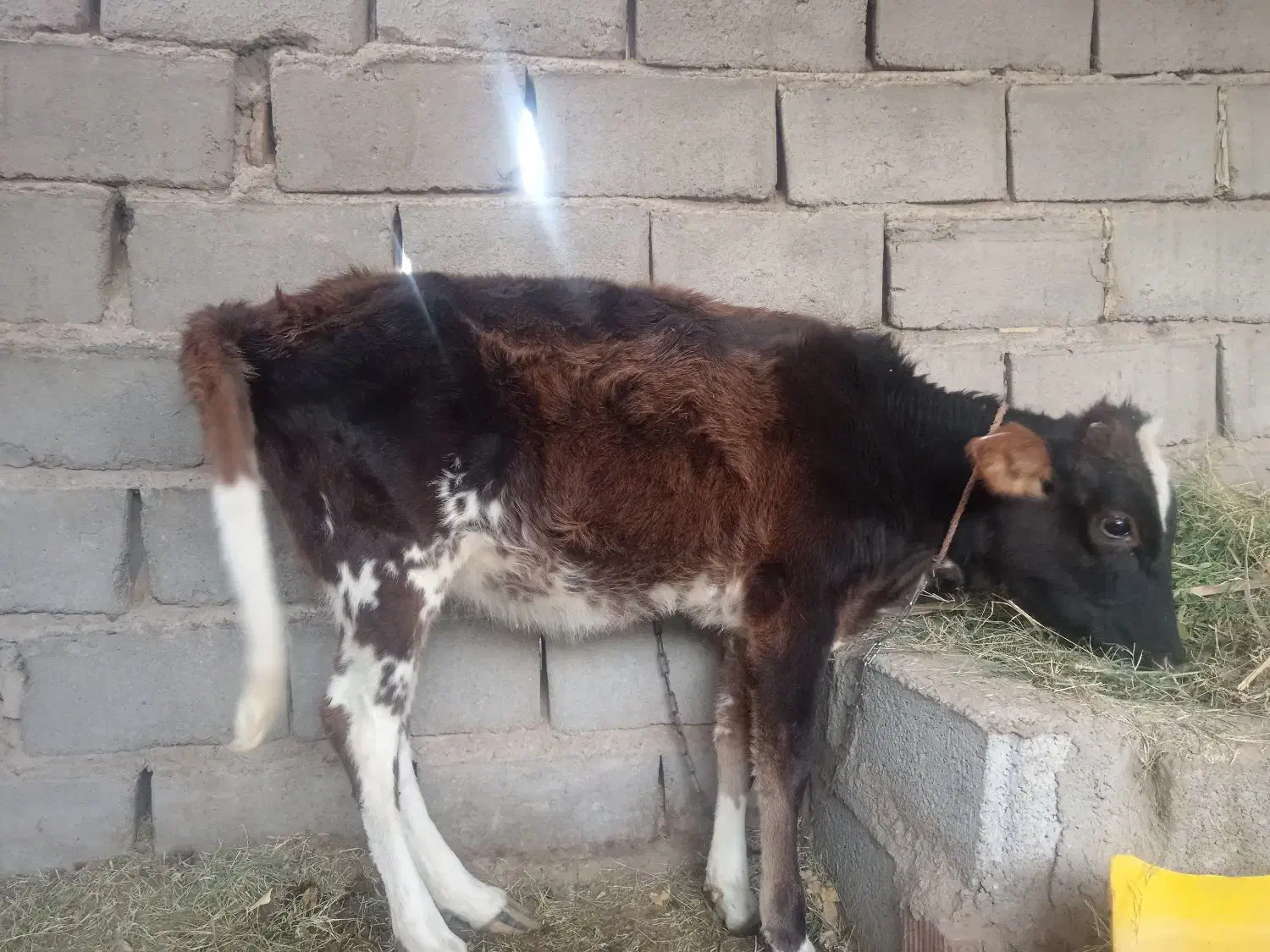 قیمت 40000000|حیوانات مزرعه|ریگان, |دیوار