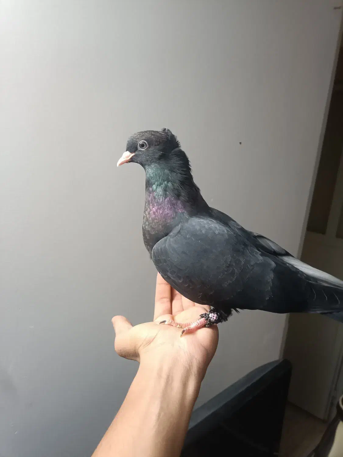 کفتر زاغ دستی|پرنده|اردکان, |دیوار