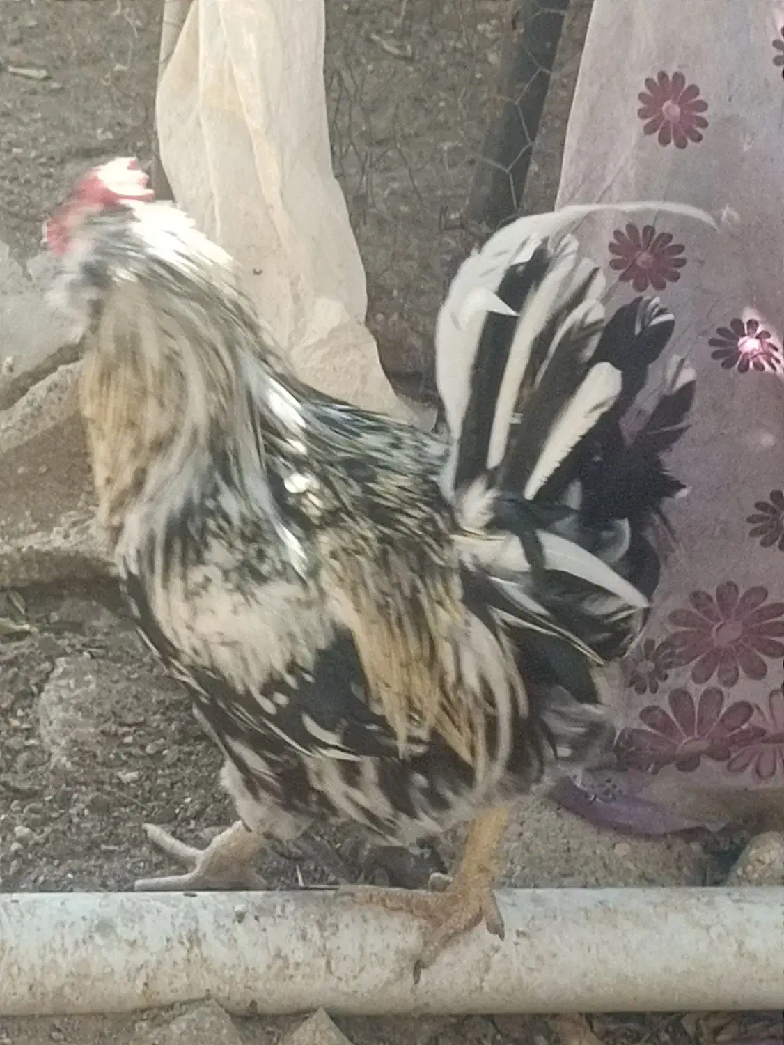 مرغ وخروس گلین اصل چهل تاج|حیوانات مزرعه|خورموج, |دیوار