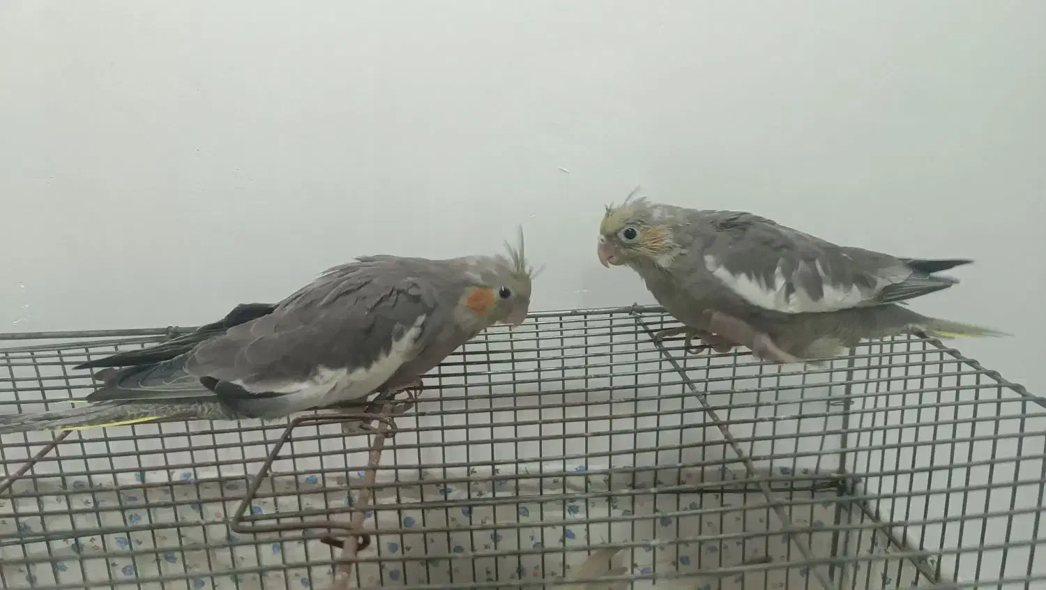 طوطی عروس 30روزه|پرنده|بهبهان, |دیوار