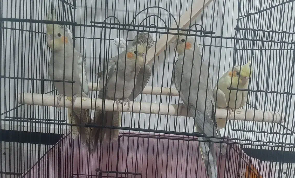 پرنده|پرنده|تاکستان, |دیوار