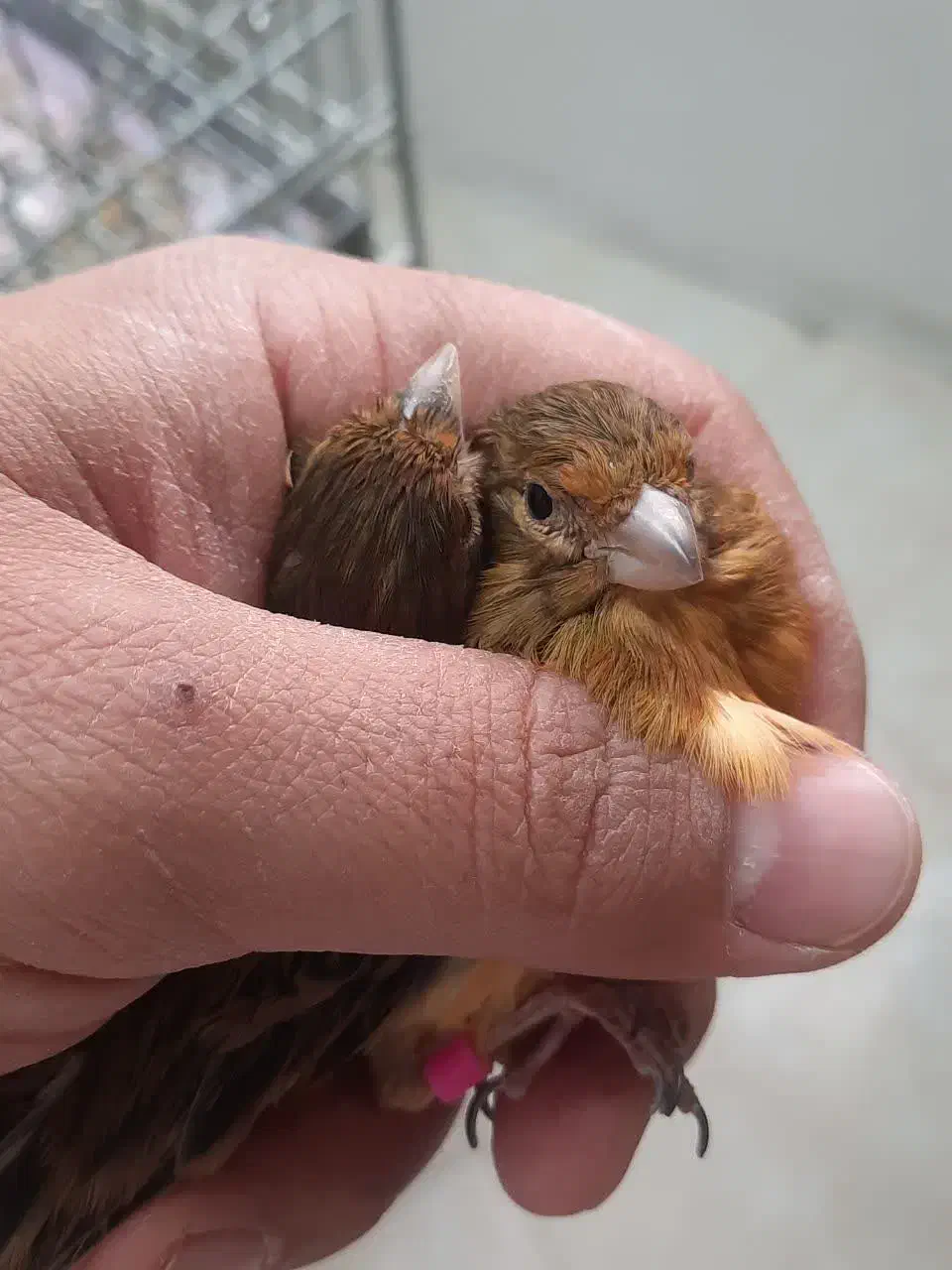 بنام خدا فروش چند عدد قناری سوخته اکات موزائیکی|پرنده|اصفهان, مولوی|دیوار