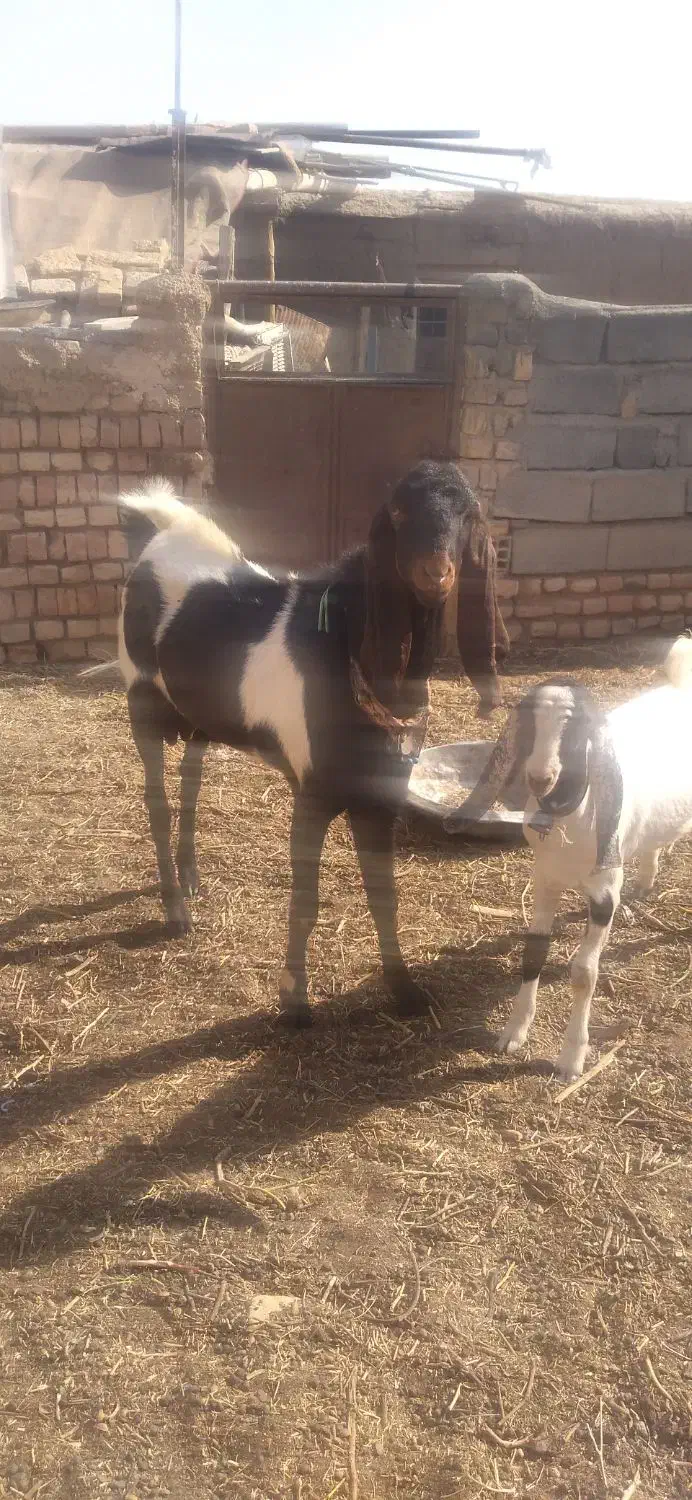 نر بز پاکستانی|حیوانات مزرعه|بردسکن, |دیوار