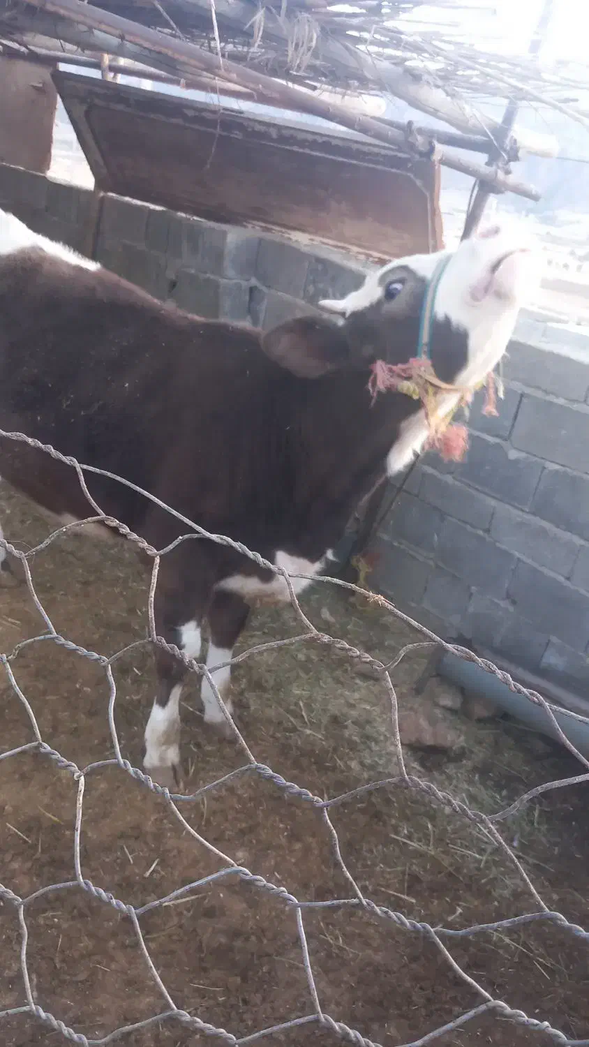 گوساله پروار|حیوانات مزرعه|ایوان, |دیوار