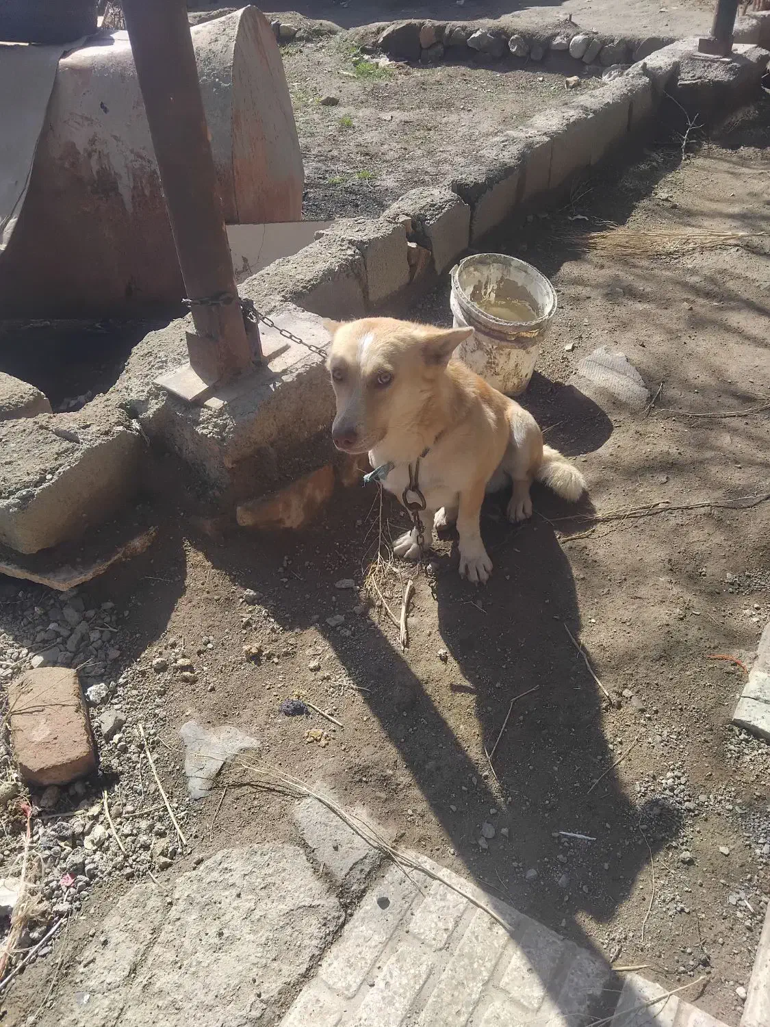 پاپی|سگ|تربت جام, جامرود|دیوار