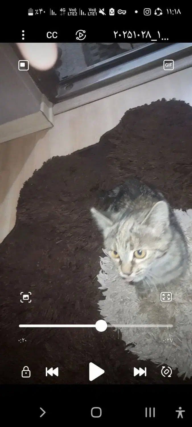 هرجا گربه رو دیدین این گربه تو شهرک آزادی|گربه|اردبیل, |دیوار