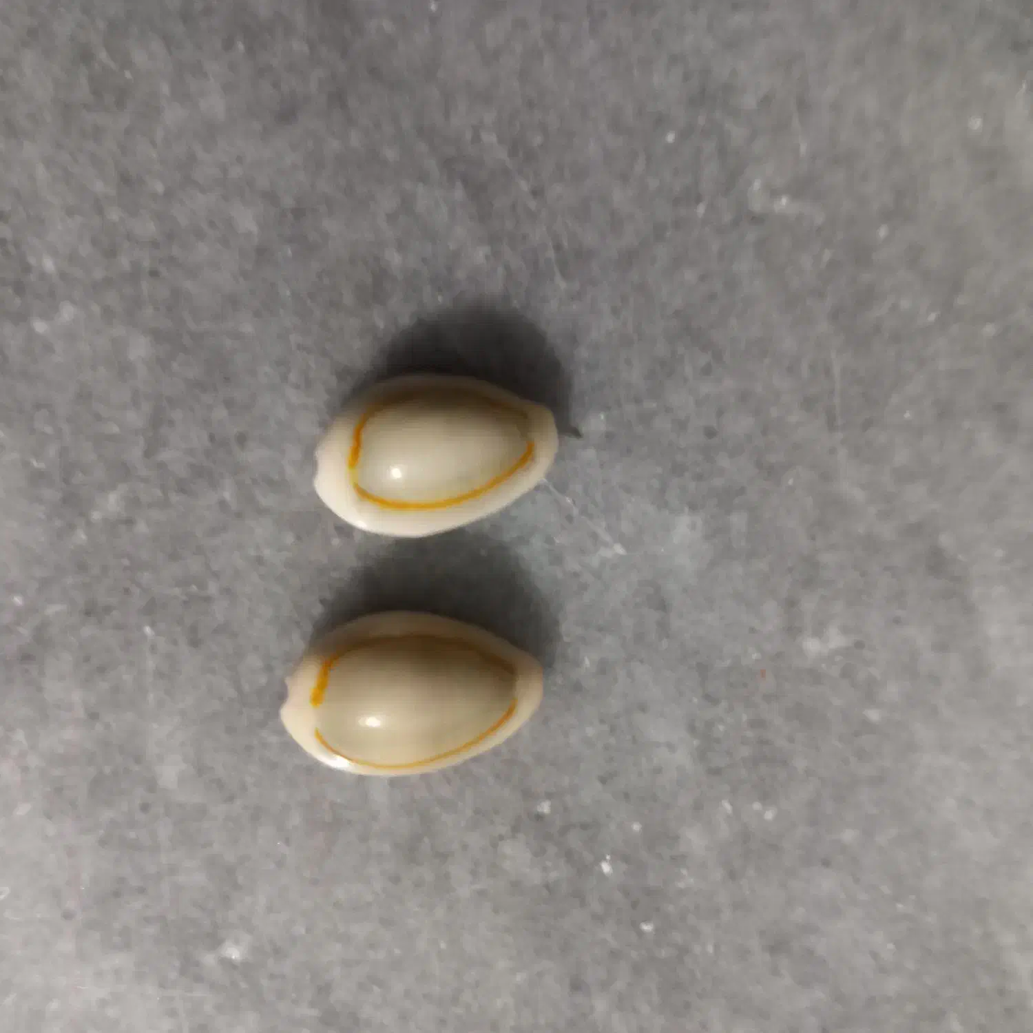 ۵ عدد صدف|ماهی|الوند, |دیوار