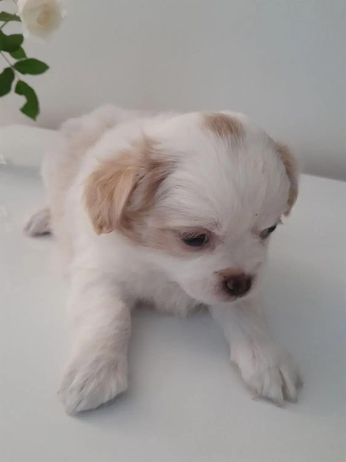 توله دو ماهه پیکینیز و اشپیتز|سگ|کرج, اسدآباد|دیوار