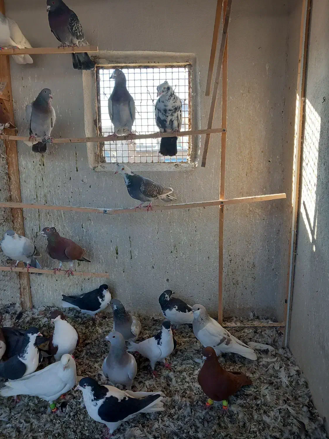 ۲۱کفتر فروشی|پرنده|محمدیه-قزوین, |دیوار