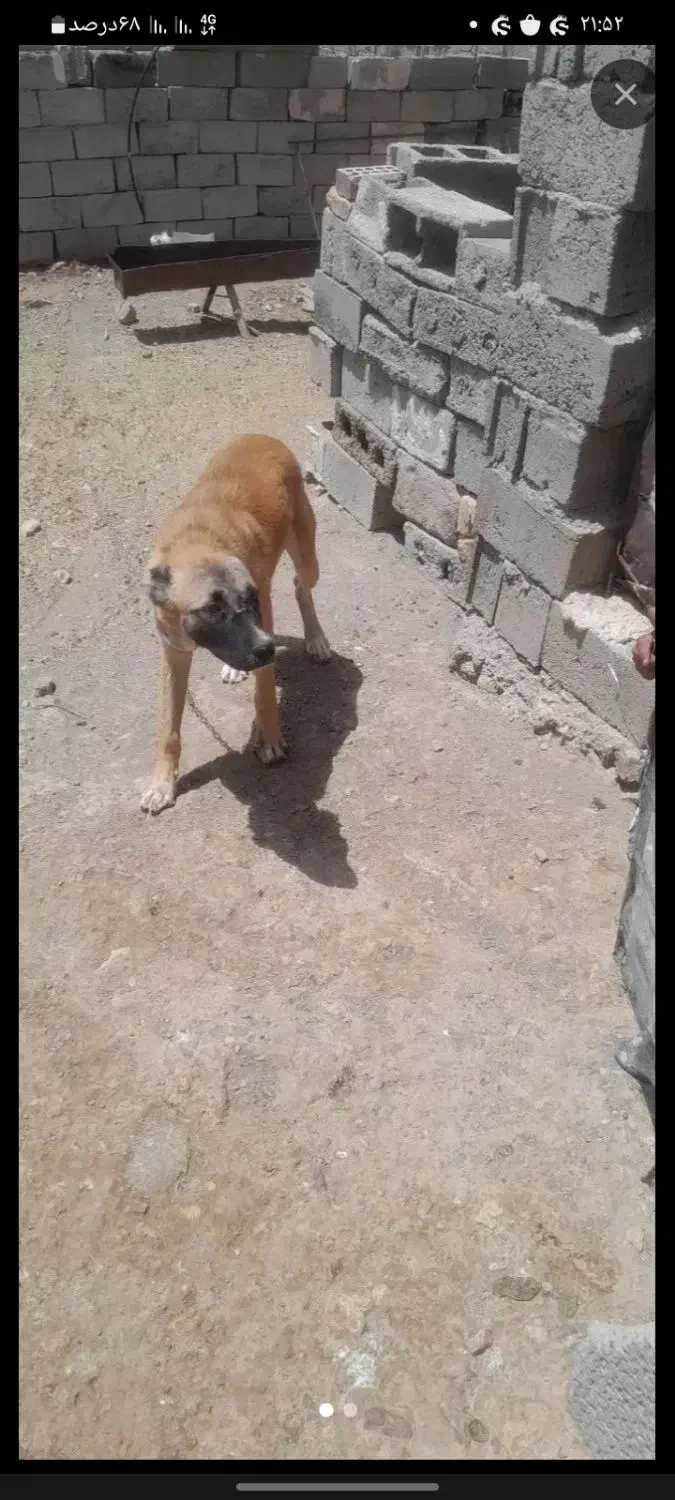 سگ فروشی|سگ|قائن, |دیوار