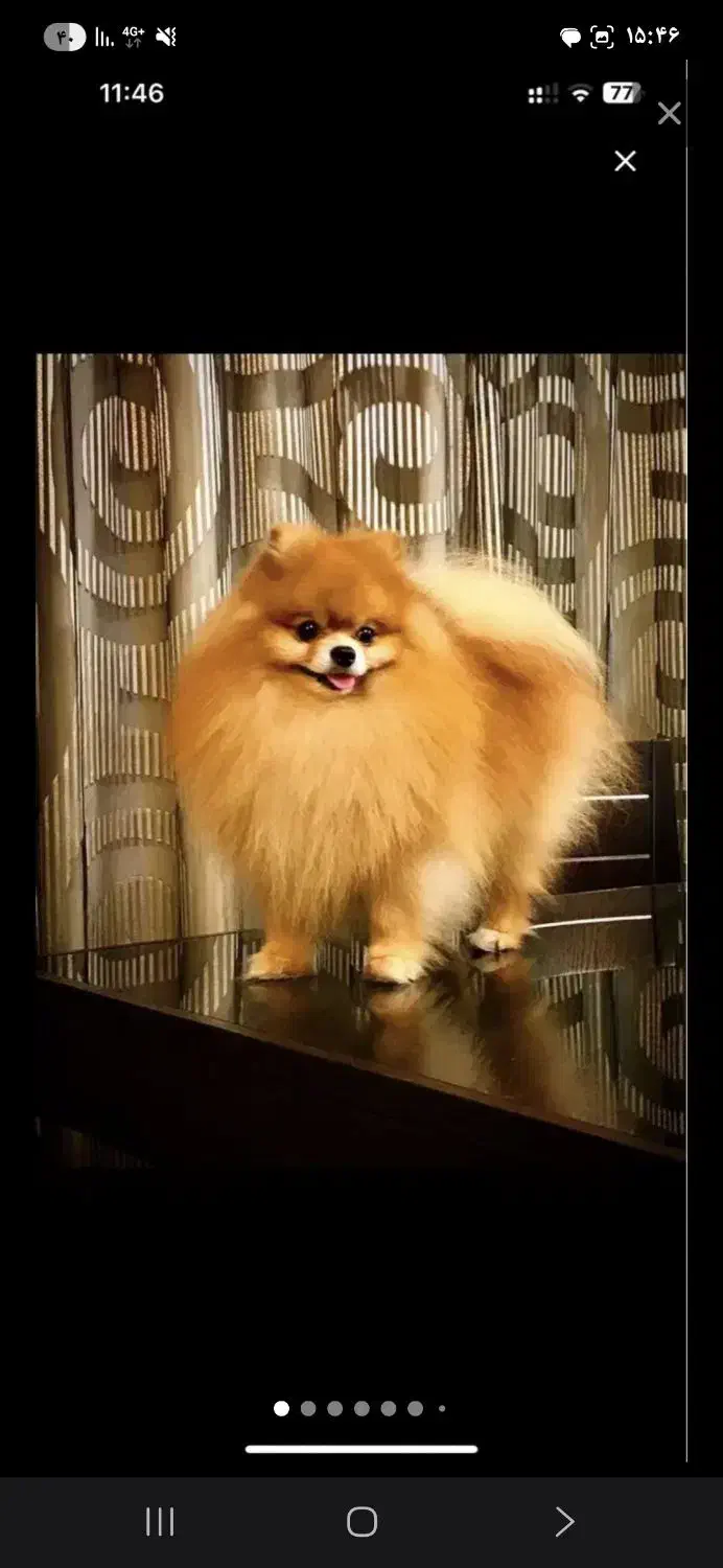 خریدار سگ پامر|سگ|مشهد, احمدآباد|دیوار