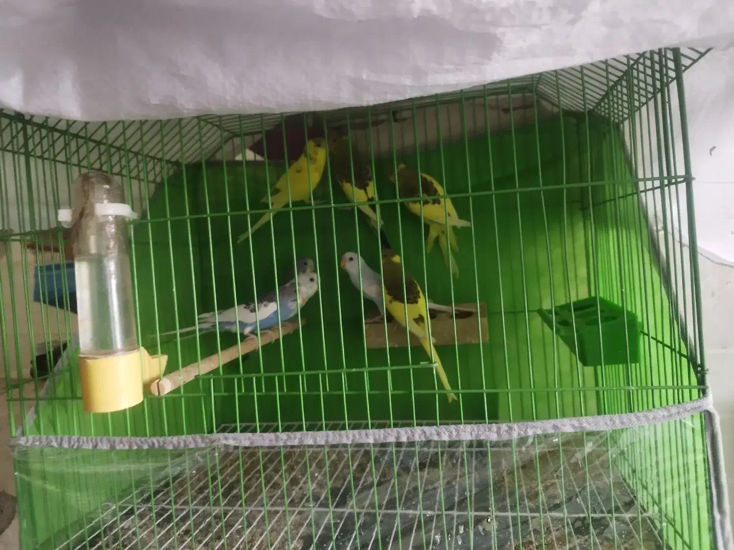 مرغ عشق|پرنده|سیرجان, |دیوار