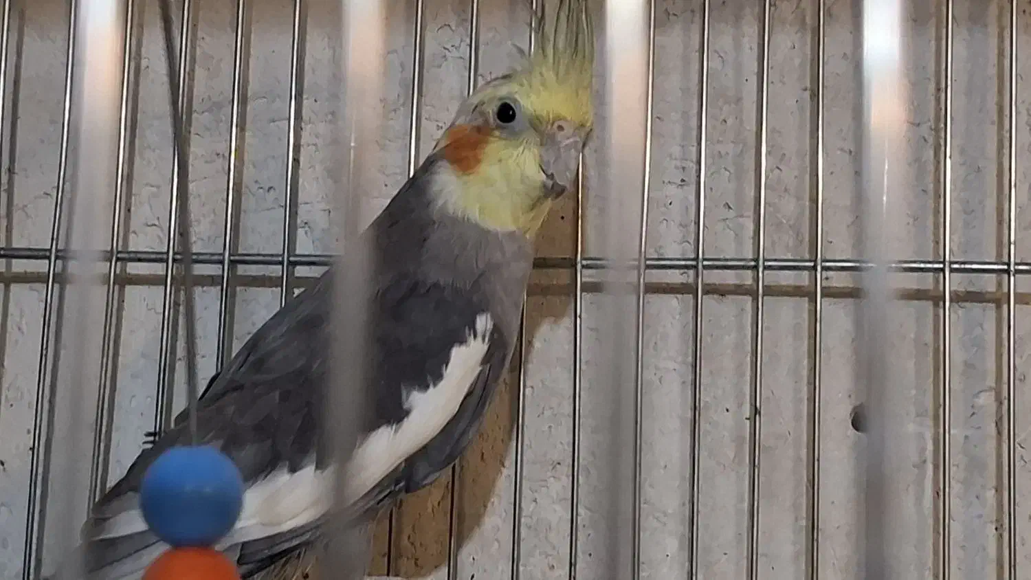 فروش عروس هلندی نر بالغ|پرنده|کاشان, فین بزرگ|دیوار