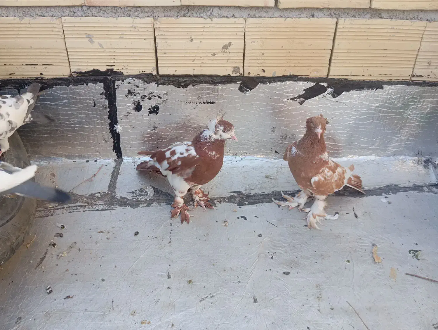 دوعدد چیتی نر|پرنده|اردبیل, |دیوار