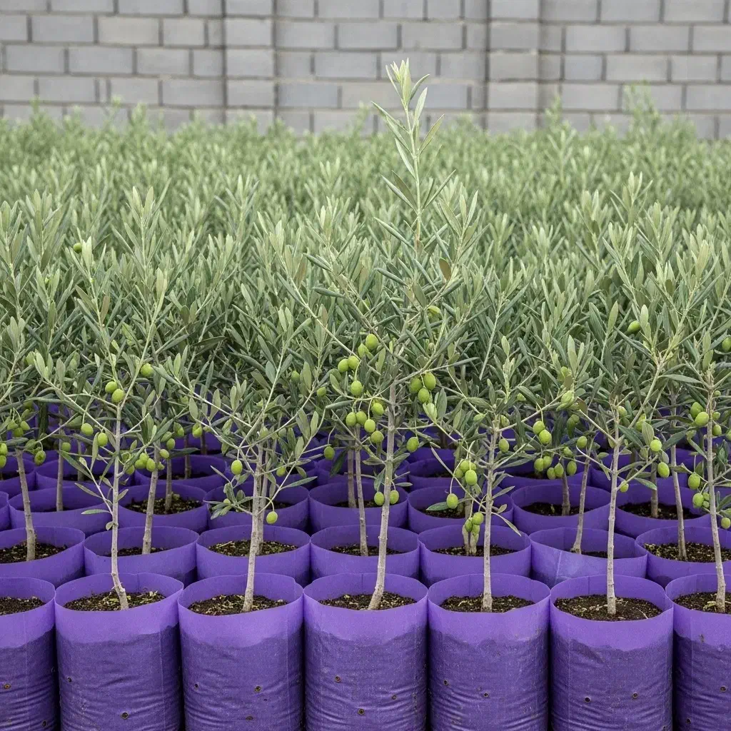 ارسال فوری نهال زیتون با قیمت ویژه و تخفیف|خدمات باغبانی و درختکاری|رشت, چله خانه|دیوار