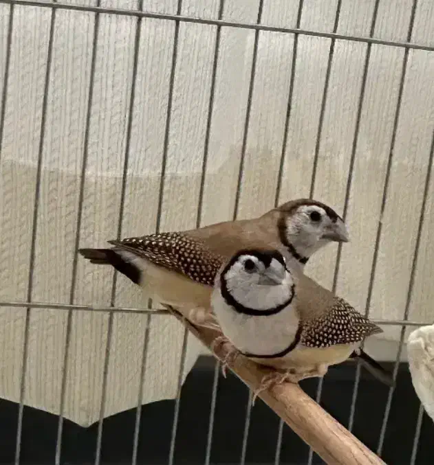 فنج نرگسی مولد و جغدی مولد|پرنده|الوند, |دیوار