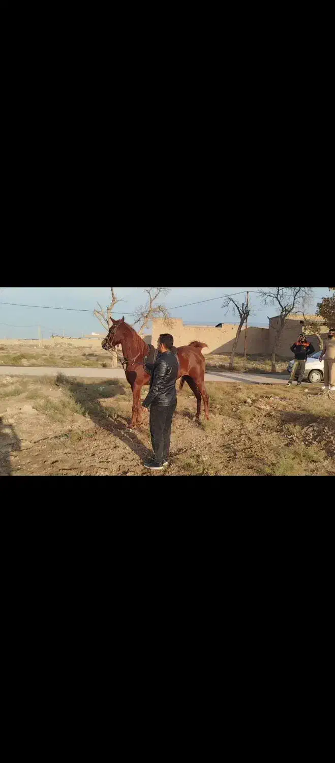 مادیان|اسب و تجهیزات اسب‌سواری|تهران, مخصوص|دیوار