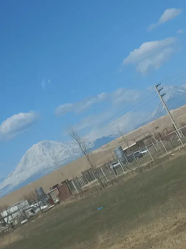 سگ پیدا شده ژرمن|اشیا|شیراز, رکن‌آباد|دیوار