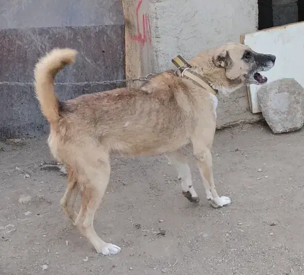 سگ افغان نگهبان|سگ|کرج, انبار مپنا|دیوار