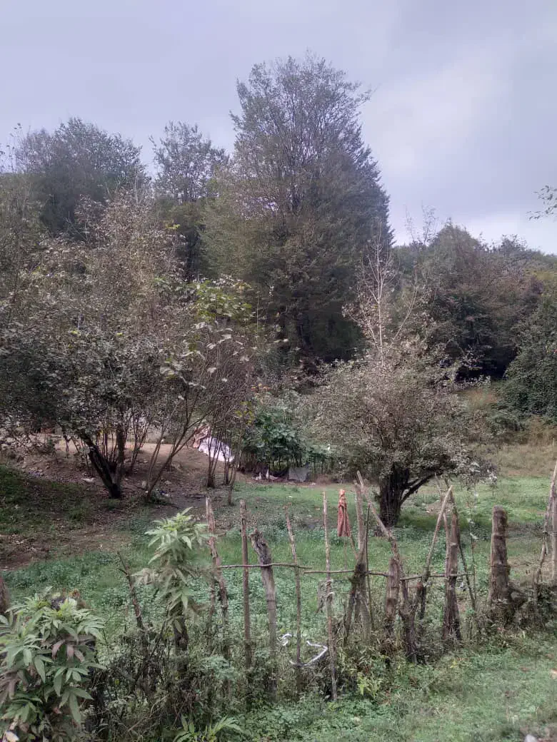 ۲۹۷متر زمین با ویو  فوق العاده|فروش زمین و ملک کلنگی|رضوانشهر, |دیوار