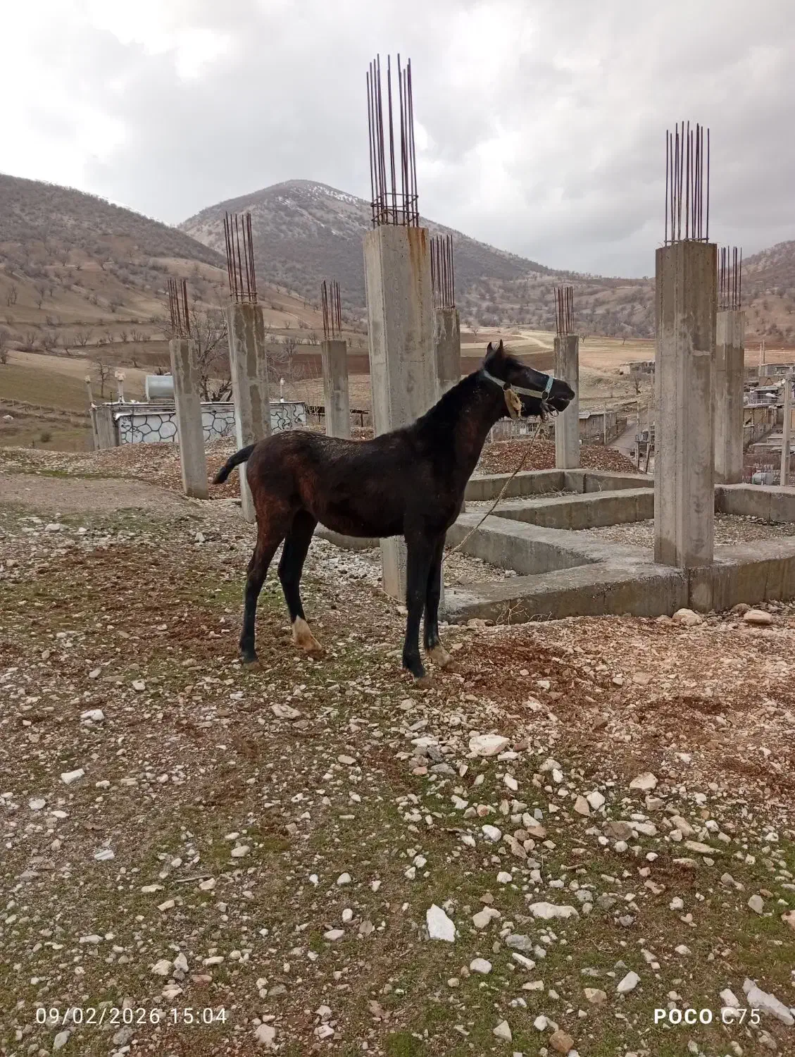 اسب مادیان|اسب و تجهیزات اسب‌سواری|جوانرود, |دیوار