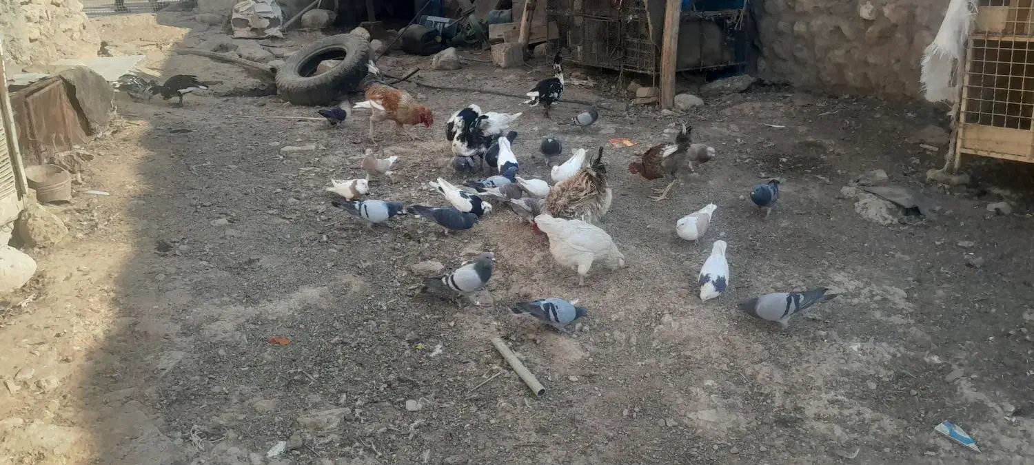 توافقی|پرنده|آبدانان, |دیوار