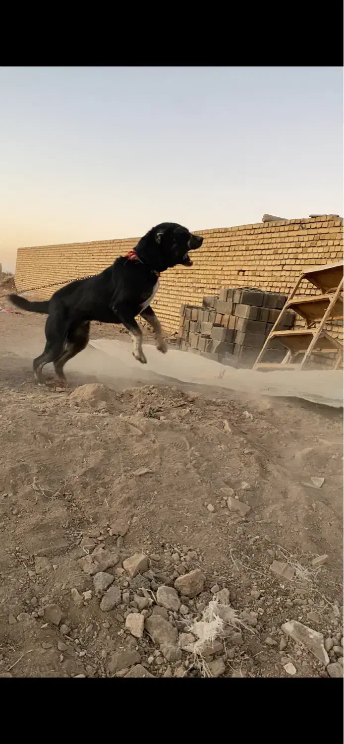 سگ نگهبان|سگ|اراک, |دیوار