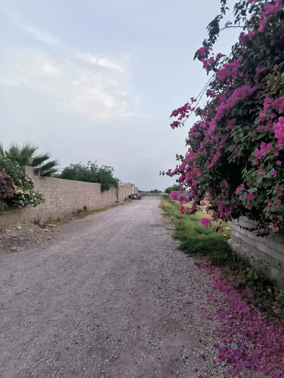 زمین جاده خوشبختی کوچه باغ فاران|فروش زمین و ملک کلنگی|دزفول, |دیوار